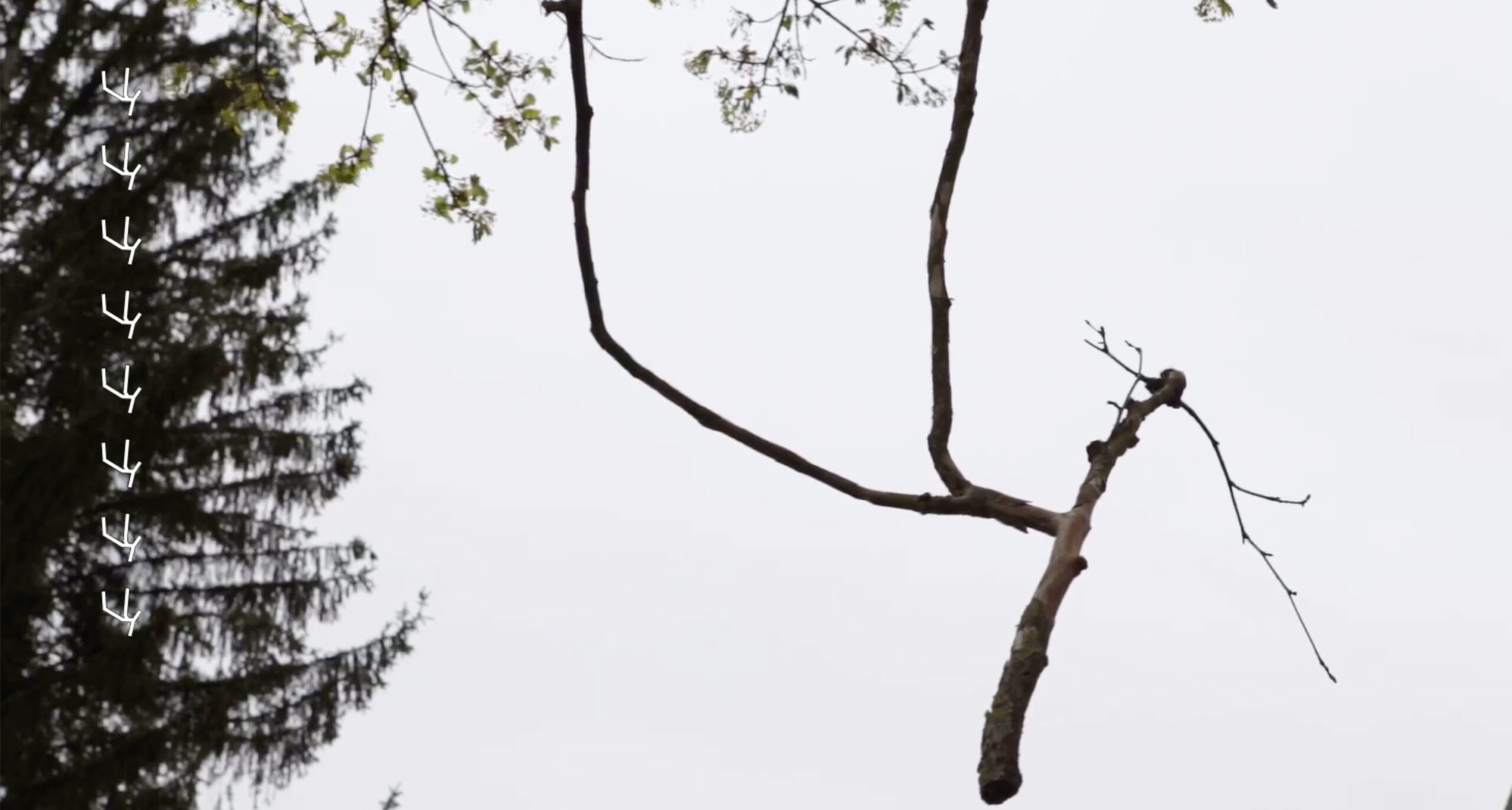 <p style="text-align: center;"><a href="http://video.anialosinger.com">video.anialosinger.com</a></p>